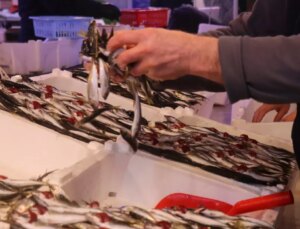 Hamsinin yokluğunu kapattı, fiyatı dibi gördü! Tezgahın en ucuzu