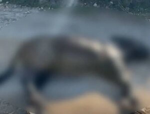 Basat: Allah bu önlenebilir ve anlamsız acıyı hiçbir canlıya yaşatmasın!