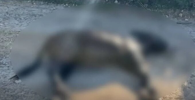 Basat: Allah bu önlenebilir ve anlamsız acıyı hiçbir canlıya yaşatmasın!