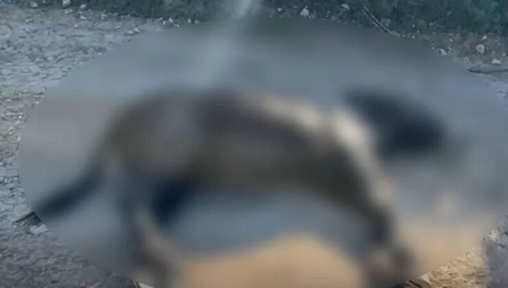 Basat: Allah bu önlenebilir ve anlamsız acıyı hiçbir canlıya yaşatmasın!