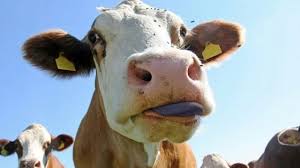 Mavi Dil hastalığından zarar gören üreticilere tazminat ödendi