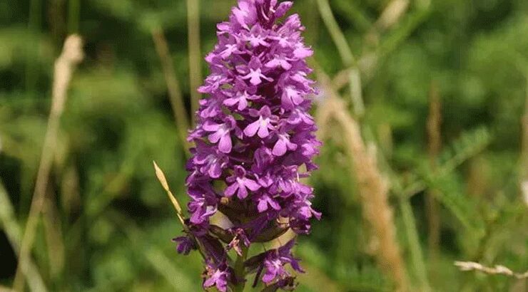 Orkide Vadisi Gözlem Yürüyüşü Lefke'de 15 Mart'ta 1 Orkide Vadisi Gözlem Yürüyüşü Lefke’de 15 Mart’ta