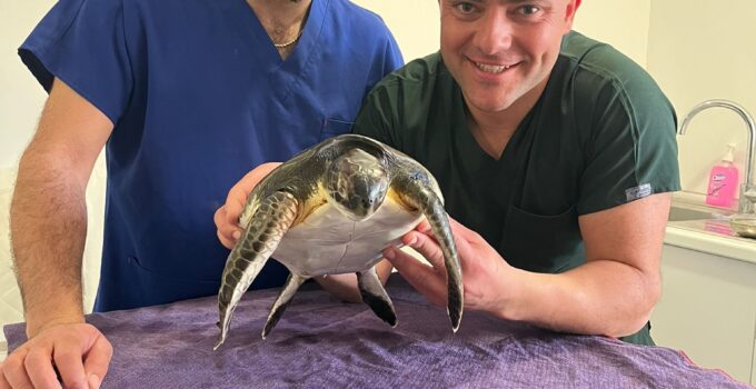 Deniz kaplumbağası Lapta sahilinde plastikten kurtarıldı — Meritta rehabilitasyonunda tedavi sürüyor