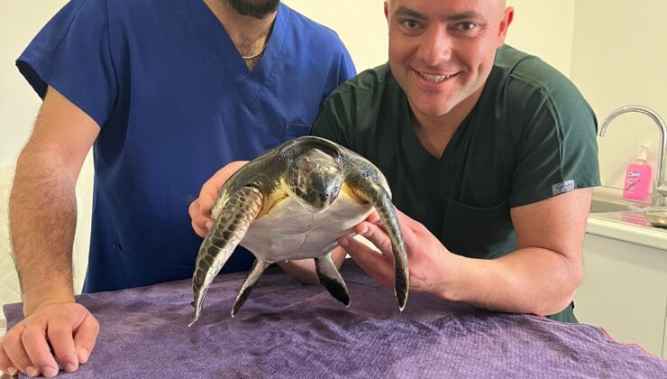 Deniz kaplumbağası Lapta sahilinde plastikten kurtarıldı — Meritta rehabilitasyonunda tedavi sürüyor