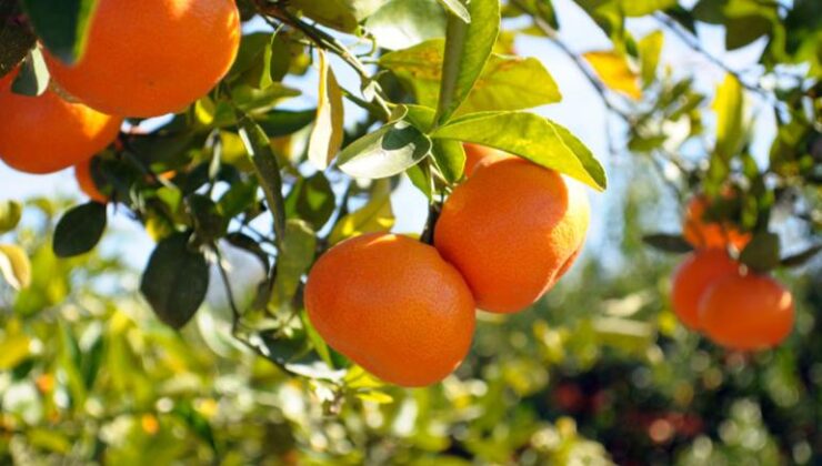 Narenciye İhracatçı Birlikleri: İhracat sürecindeki engeller giderilsin 1 Narenciye İhracatçı Birlikleri: İhracat sürecindeki engeller giderilsin