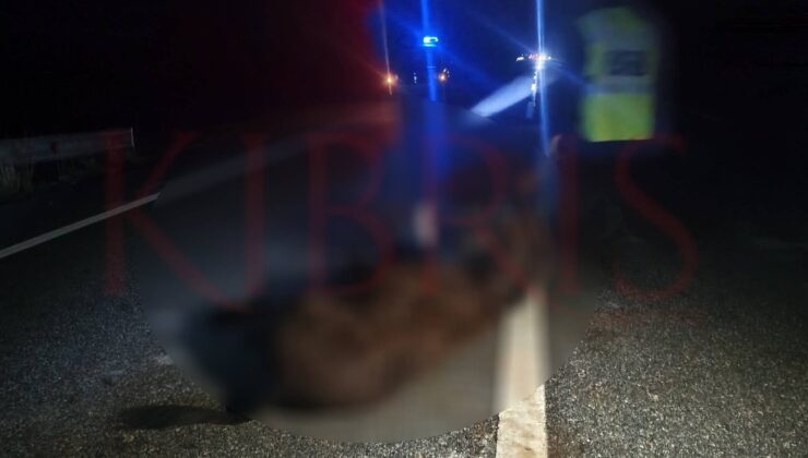 Erenköy–Dipkarpaz Anayolunda Gece Yaralanan Eşek Trafiği Tehlikeye Soktu