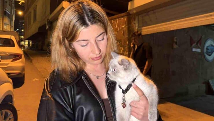 Arnavutköy’de Cins Kedi Hırsızlığı Olayı
