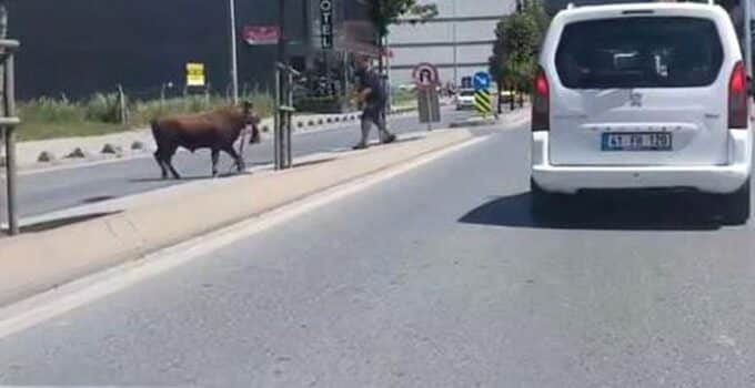 Arnavutköy’de kaçan kurbanlık, kaosu görüntüledi