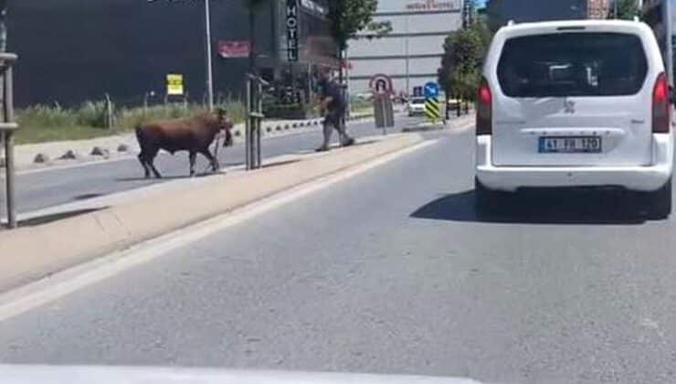 Arnavutköy’de kaçan kurbanlık, kaosu görüntüledi
