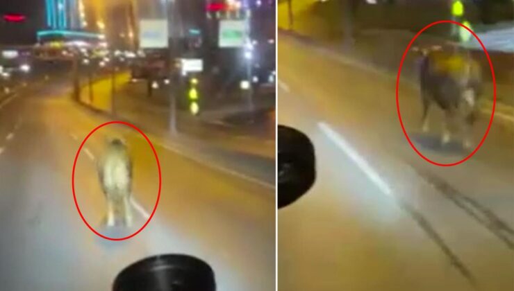 Avcılar’da Kurbanlık Dana, E-5’te Kaçtı