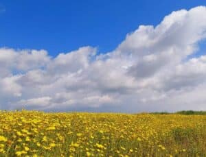 Hafta Boyunca İç Kesimlerde Hava 28-31°C Arasında
