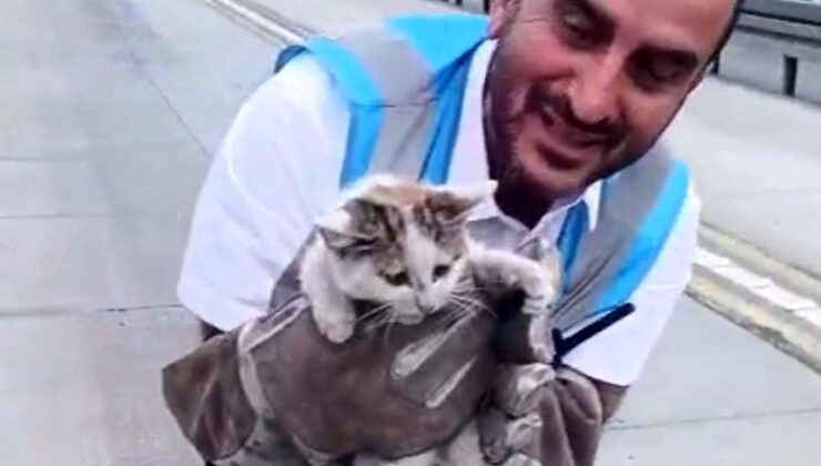 İETT Ekipleri, Metrobüse Giren 2 Yavru Kediyi Kurtardı