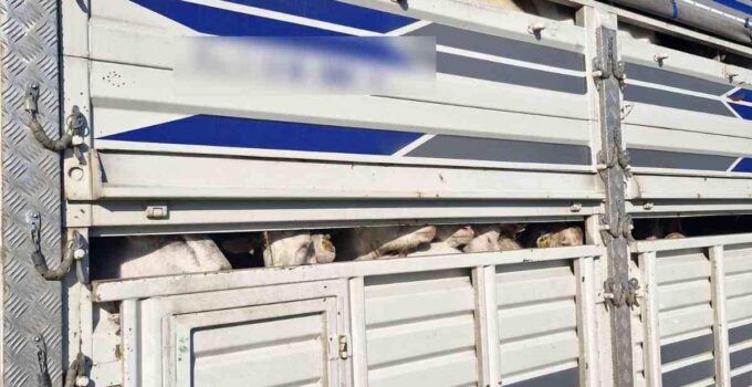 İstanbul’da 126 Kaçak Kurbanlık Ele geçirildi, Ceza Yağdı