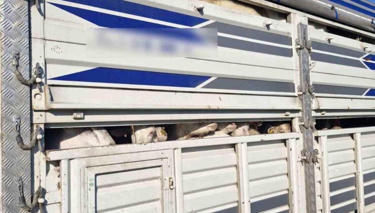 İstanbul’da 126 Kaçak Kurbanlık Ele geçirildi, Ceza Yağdı