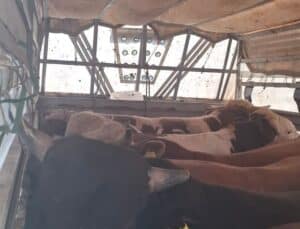 İstanbul’da Kaçak Kurbanlık Denetimi ve Para Cezası