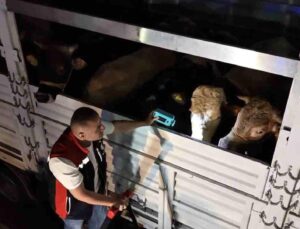 İstanbul’da Kurban Bayramı öncesi sevk noktalarında yoğunluk