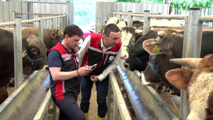 İstanbul’da Kurban Satışları ve Denetimler