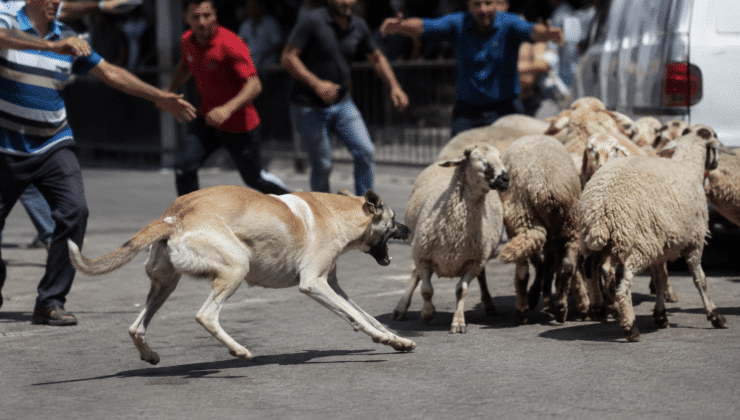 Köpek Ortalığı Karıştırdı: Bu Sefer Kaçan Kurbanlık Değil