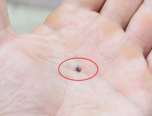 Kene Sayısı Artıyor, Uzmanlar Tedbir Öneriyor