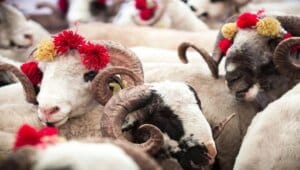 Kurban Bayramı bugün resmi olarak sona eriyor