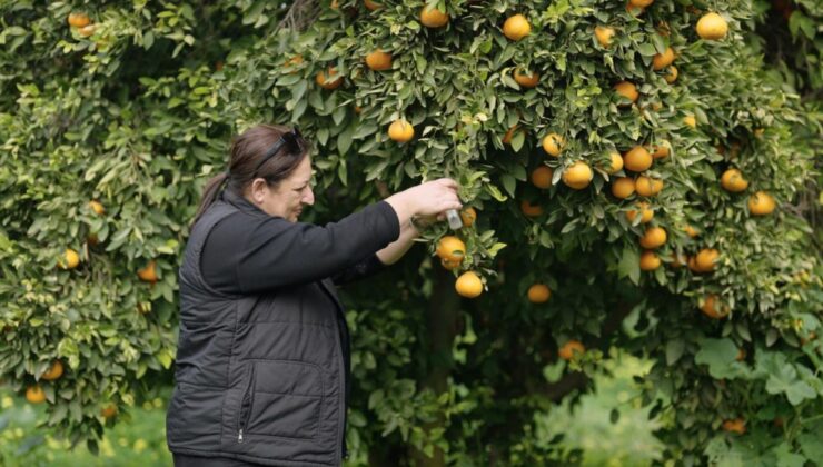 Narenciyede Yeşillenme Hastalığına Karşı Doğal Mücadele Sağlandı