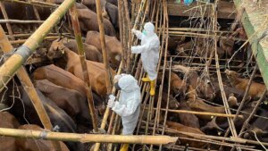 Bambu kafes içinde çok sayıda sığırın arasında beyaz koruyucu kıyafetli kişi şapla temas için çalışıyor