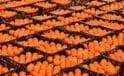 Narenciye Üreticileri: Ödemeler Hızla Başlamalı