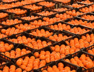 Narenciye Üreticileri: Ödemeler Hızla Başlamalı