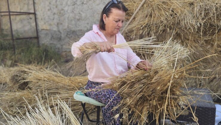 Serdarlı’da Sele Sepet Hammaddesi İçin Hasat Başladı