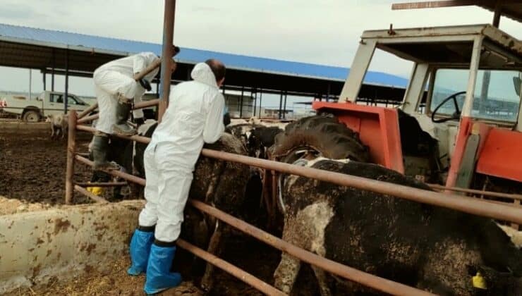 Güney Kıbrıs’ta şap hastalığı üreticiyi belirsizliğe itti