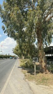 Lefkoşa-Gazimağusa yolunda ağaçların yanında yol ve araçlar, trafik levhası görünen bir bakım alanı.